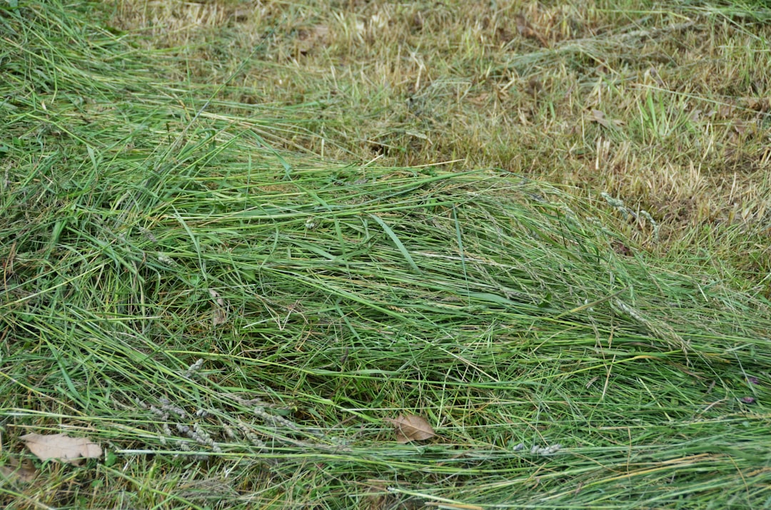 Gazon proaspăt tuns